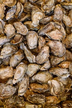 Bordeaux bölgesinden istiridye.