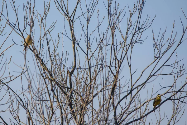 Uccello Giallastro Emberiza Citrinella Femmina Maschio Seduto Sul Ramo Del — Foto Stock