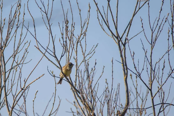 노루와 Emberiza Citrinella 부시의 나뭇가지에 라트비아 루바나에서 관찰하는 — 스톡 사진