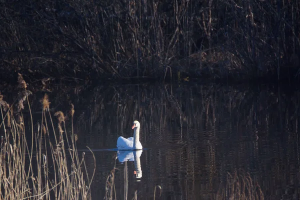 Łabędź Niemy Cygnus Olor Nad Jeziorem Piękne Odbicie Ptaków Wodzie — Zdjęcie stockowe