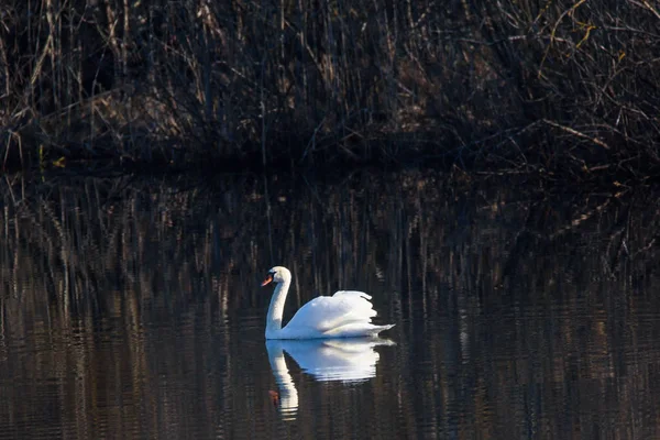 Cigno Muto Cygnus Olor Lago Bellissimo Riflesso Uccello Sull Acqua — Foto Stock