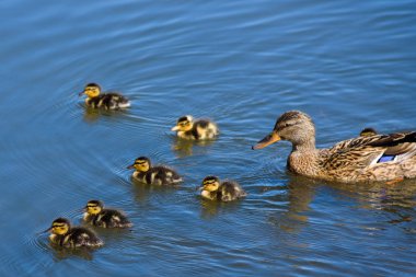 Mallard dişi ördeği (Anas platyrhynchos) ve gölde yavru ördekler.