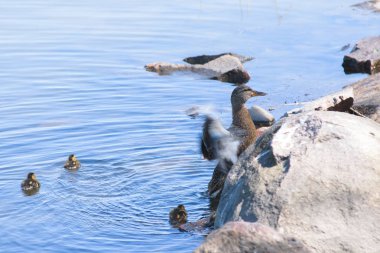Mallard dişi ördeği (Anas platyrhynchos) ve gölde yavru ördekler.