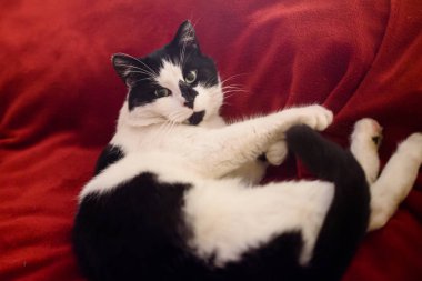 Seçici odak fotoğrafı. Kedi yatakta uyuyor..