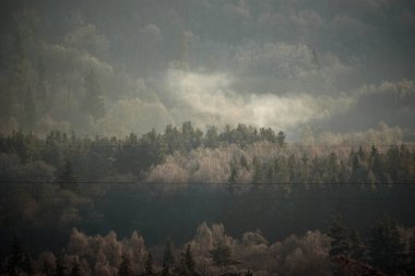 Seçici odak fotoğrafı. Ormandaki çam ağaçlarına hava manzarası.