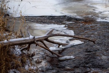 Donmuş nehrin üzerinde devrilmiş bir ağaç..