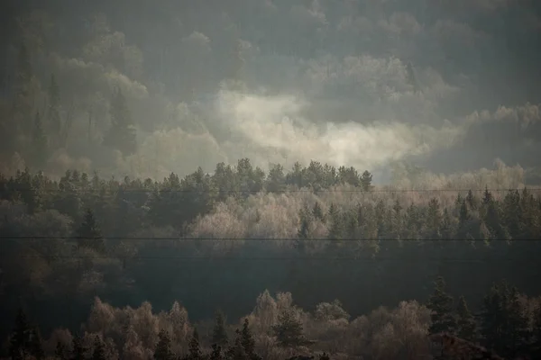 Seçici Odak Fotoğrafı Ormandaki Çam Ağaçlarına Hava Manzarası — Stok fotoğraf