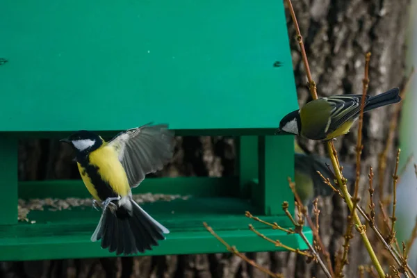 Kuş Yemliğinde Büyük Meme Kuşları Parus Major — Stok fotoğraf