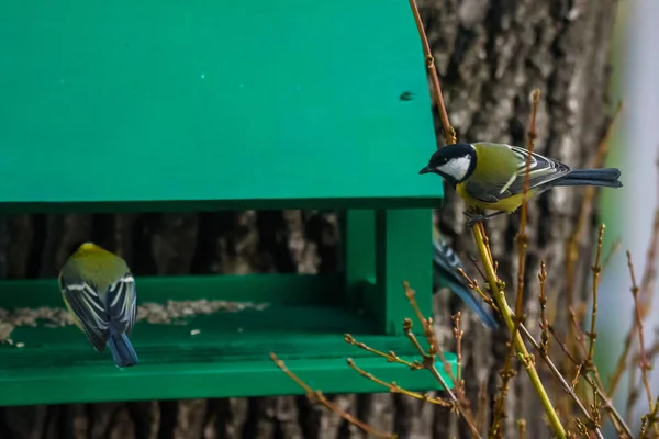 Grandes Titas Parus Major Comedero Aves — Foto de Stock