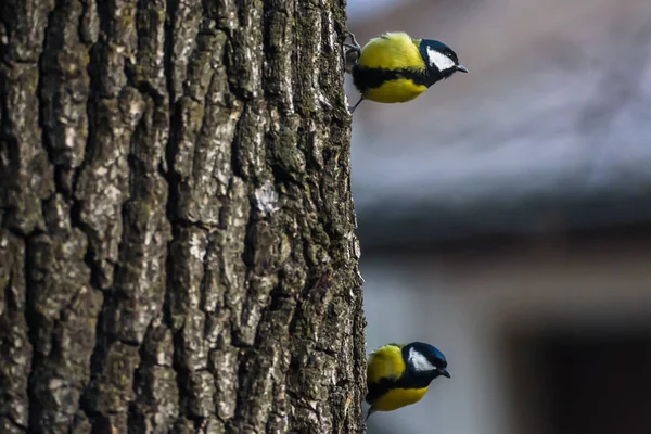 Great Tit Birds Parus Major Oak Tree Trunk Bird Feeder — Stock Photo, Image
