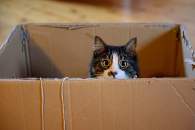 Karton kutu içinde şirin kedi