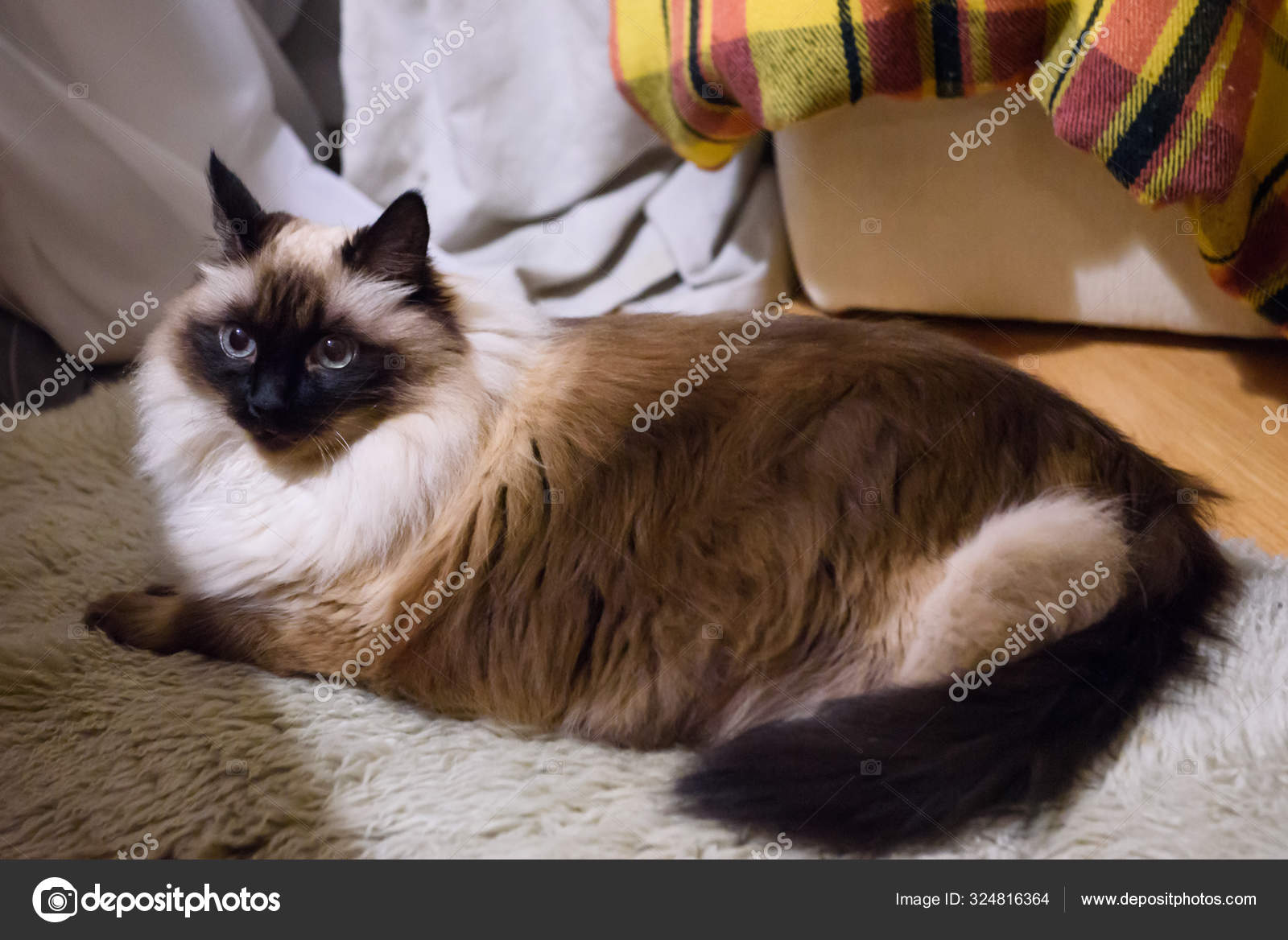 Long Haired Burmese Siama Cat Stock Photo by gints.ivuskans 324816364