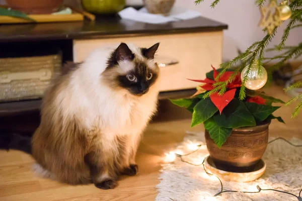 Långhåriga Burmesiska Siama Katt — Stockfoto