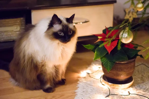 ロングヘアのビルマのサイマ猫 — ストック写真