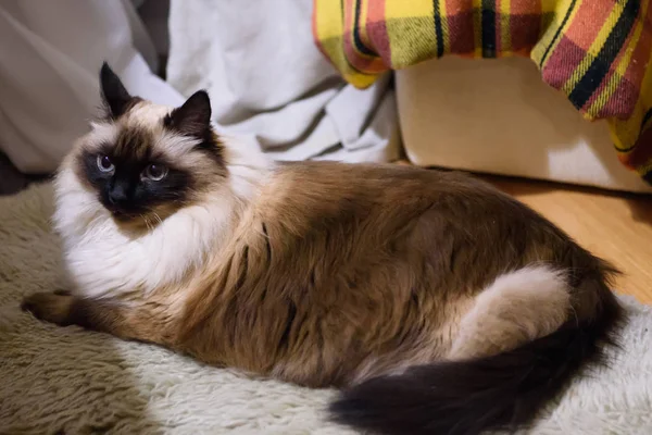 Long haired hotsell burmese cat
