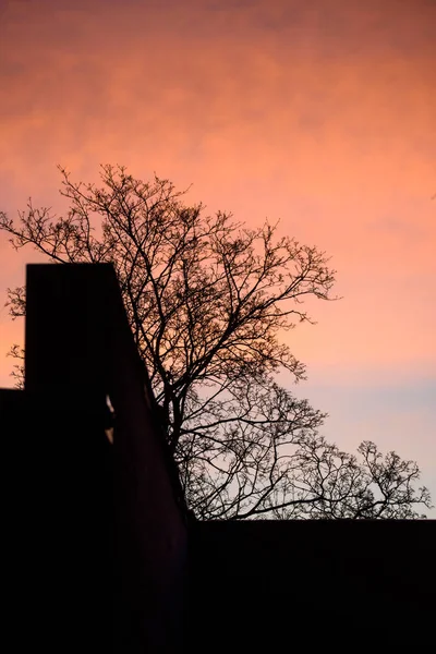 Foto Foco Seletivo Sillhouette Fachada Árvore Edifício Durante Nascer Sol — Fotografia de Stock