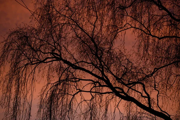 Selective Focus Photo Sillhouette Building Facade Tree Beautiful Sunrise Idyllic — Stock Photo, Image