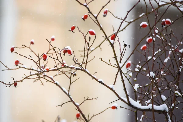 Snow Covered Fruits Eglantine Rose Rosa Rubiginosa — Stock Photo, Image