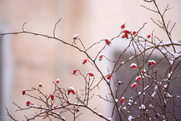 Снежные Плоды Розы Эглантина Rosa Rubiginosa — стоковое фото