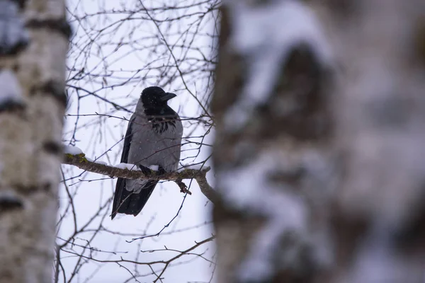 Szelektív Fókusz Fotó Szürke Varjú Corvus Tristis Madár Borította Faágon — Stock Fotó