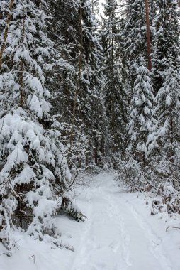 Karla kaplı ağaçlar ve orman patikaları.