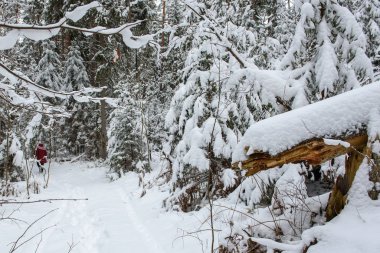 Gulbene, Letonya. 24 Aralık 2018. Kızıl kışlık ceket giyen bir kadın, karlı ormanda yürüyor. Karla kaplı ağaçlar ve orman patikaları.