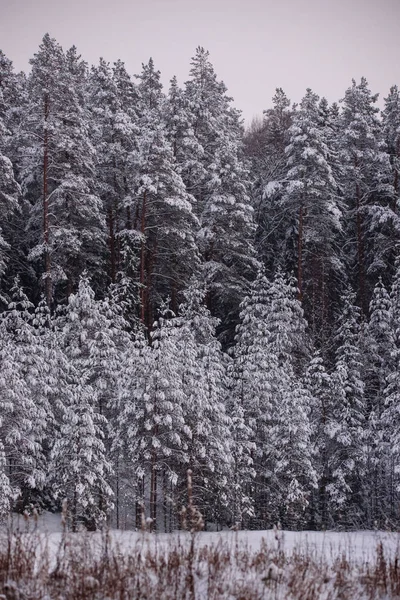 Ośnieżone Sosny Lesie Piękny Zimowy Dzień — Zdjęcie stockowe