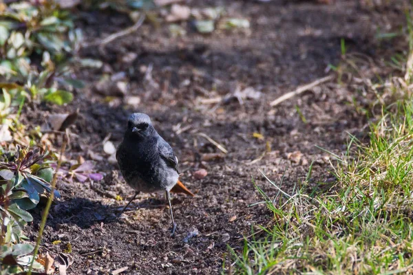 雄黑红毛鸟 Phoenicurus Ochruros — 图库照片