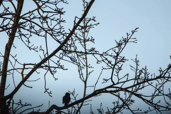 Sylwetka Zwykłego Kosa Turdus Merula Ptak Śpiewa Siedząc Gałęzi Drzewa — Zdjęcie stockowe