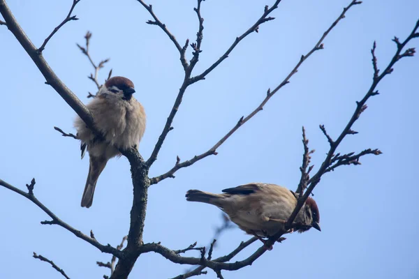 Birkaç Avrasya Ağaç Serçesi Kuşu Yoldan Geçen Montanus Ağacın Dalında — Stok fotoğraf