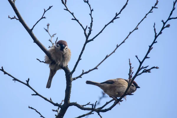 Couple Eurasian Tree Sparrow Birds Passer Montanus Sitting Branch Tree — Stock Photo, Image