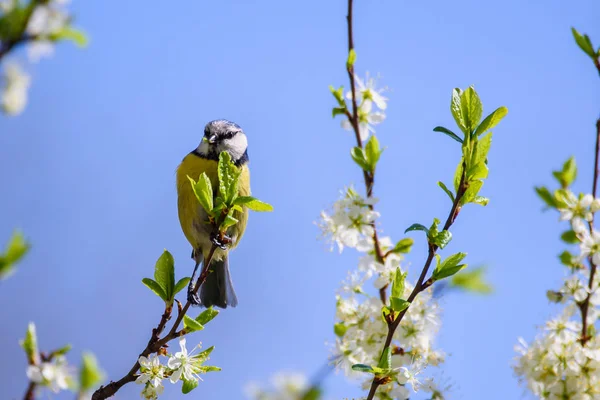 欧亚蓝雀鸟 Cyanistes Caeruleus 园中的鸟儿 — 图库照片