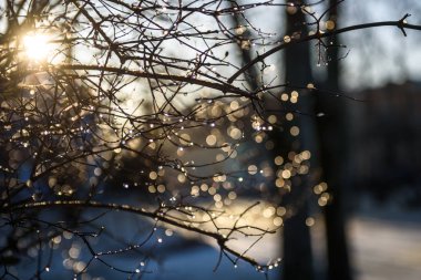 Seçici odak fotoğrafı. Ağacın dalına yağmur damlaları. Güzel bokeh.