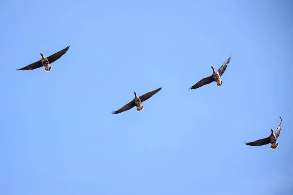 Volant Grands Oiseaux Front Blanc Anser Albifrons Migration Des Oiseaux — Photo