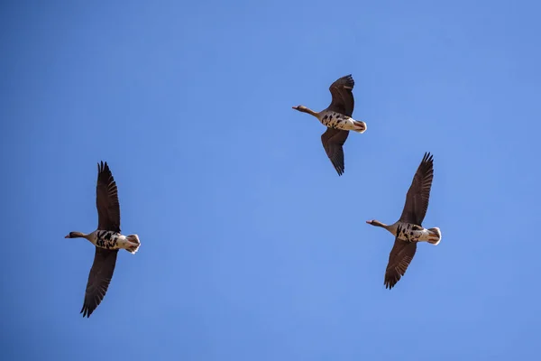 Vliegende Grotere Witkopganzen Anser Albifrons Vogeltrek Voorjaarsseizoen — Stockfoto