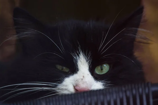 Selektywne Zdjęcie Ostrości Bezdomny Czarny Kot Ukryty Krzesłem — Zdjęcie stockowe