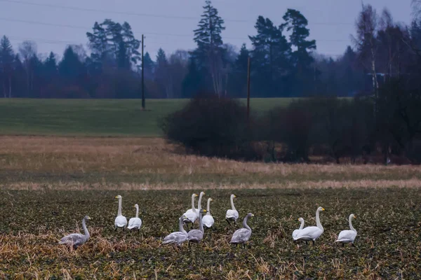 Cigni Urlanti Cygnus Cygnus Campo Agricolo Uccelli Migratori Primavera — Foto Stock