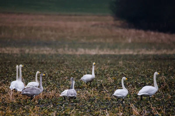Singschwäne Cygnus Cygnus Auf Einem Landwirtschaftlichen Feld Zugvögel Frühlingszeit — Stockfoto