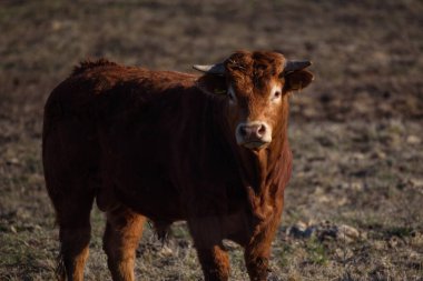 LUBANA, LATVIA. 6 Nisan 2019. Kırsaldaki çiftliğin yakınındaki tarlada kahverengi inek.