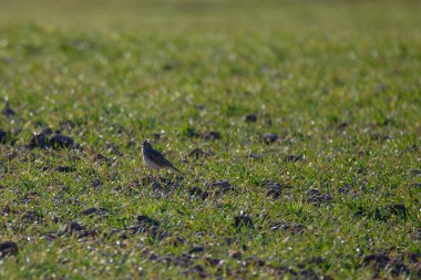 Alauda arvensis 'te Avrasya tarla kuşu. Letonya, Lubana 'da kuş izleme.