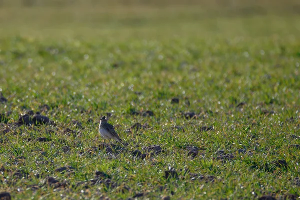 Eurasian Skylark Bird Field Alauda Arvensis Birdwatching Lubana Latvia — Stock Photo, Image