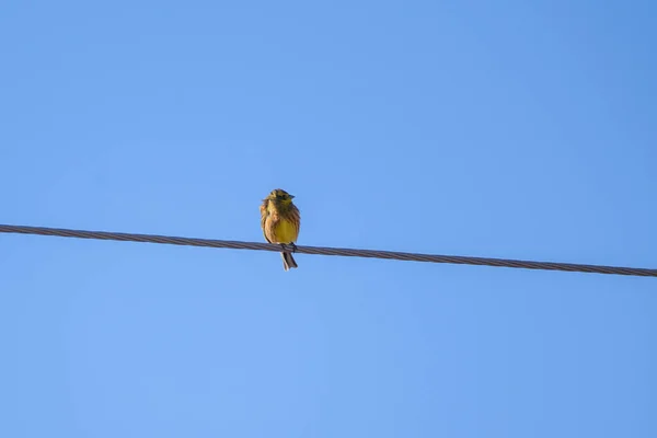 Sarı Çekiç Kuş Emberiza Citrinella Letonya Lubana Kuş Izleme — Stok fotoğraf
