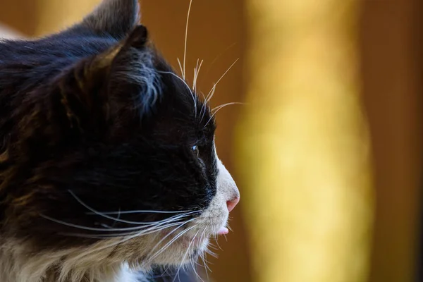 Portret Czarnego Bezpańskiego Kota Koty Jedzą — Zdjęcie stockowe