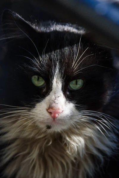 Portrait Black Stray Cat Cat Eats — Stock Photo, Image