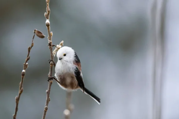 Oiseau Longue Queue Aegithalos Caudatus — Photo