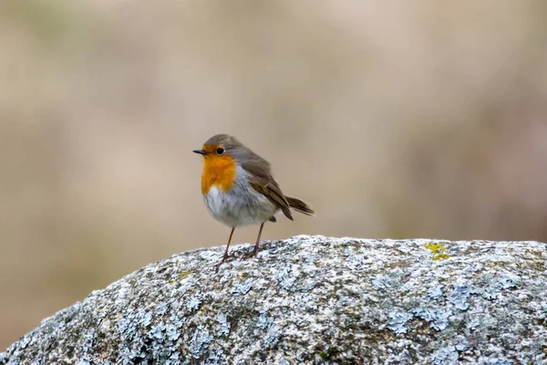 European Robin Erithacus Rubecula Bird Stone — Stock Photo, Image