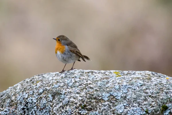 European Robin Erithacus Rubecula Bird Stone — Stock Photo, Image