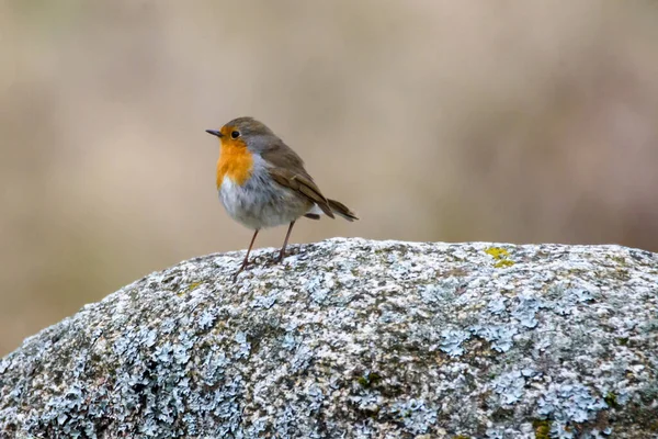 European Robin Erithacus Rubecula Bird Stone — Stock Photo, Image