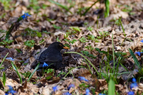 Selective focus photo. Common blackbird bird, Turdus merula. Blackbird on ground between dry leaves of tree and blue snowdops.