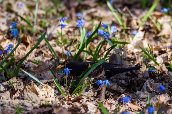 Foto Messa Fuoco Selettiva Uccello Merlo Comune Turdus Merula Merlo — Foto Stock